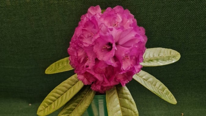 Enillwyr y Cwpan McLaren 2023, Rhododendron niveum, o Ardd Bodnant.